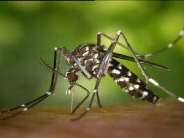 Un mosquito tigre